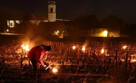 Заморозки спричинили катастрофу на виноградниках Франції і зашкодили садам