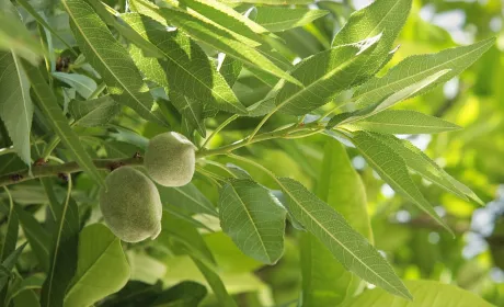 Восени почнеться продаж саджанців мигдалю вітчизняних сортів