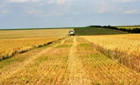 На Одещині закінчили збирати ранні зернові, – підсумки
