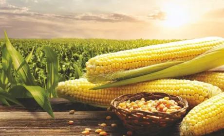 Україна увійшла до трійки лідерів у Європі за площею насінницьких посівів кукурудзи