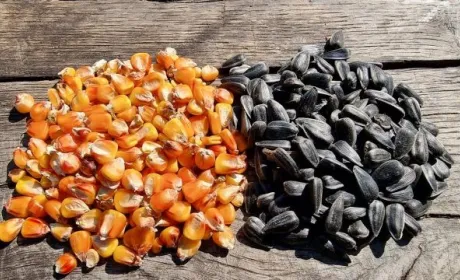 ФАО розподілить насіння кукурудзи та соняшнику серед фермерів Харківщини