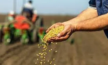 Закінчено прийом заявок на отримання насіння кукурудзи від USAID