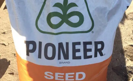 Продажі насіння соняшнику бренду Pioneer® зросли на 80% у другому кварталі 2021 р.