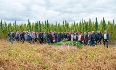 Науковці НААН презентували унікальний сорт технічних конопель «Софія»