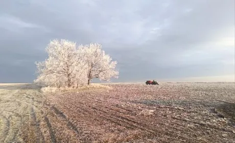Нібулон підживлює озимі культури