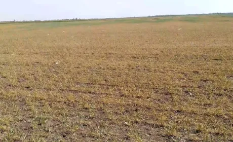 Голова Одеської області просить від уряду допомоги через посуху