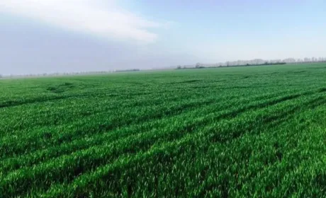 Одещина в трійці лідерів за кількістю засіяних площ