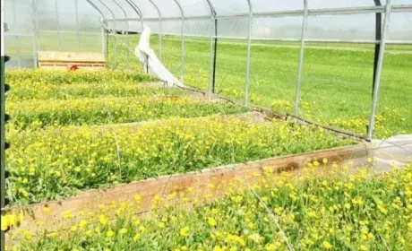 Вирощування кульбаб в теплицях на гідропоніці може бути прибутковим бізнесом