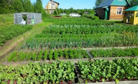 Дачників зобов'яжуть доплачувати державі за свої городи