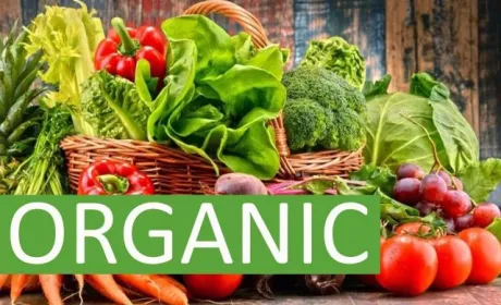 Україна лідирує за імпортом екопродукції до країн ЄС, а Вінниччина — за кількістю органічних земель