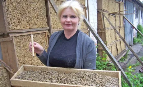 Для запилення садів у холодну погоду незамінними будуть осмії, яких розводять на Полтавщині