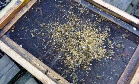 На Одещині зафіксували масове отруєння бджіл