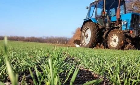 Близько 800 тис. га озимих зернових треба пересівати