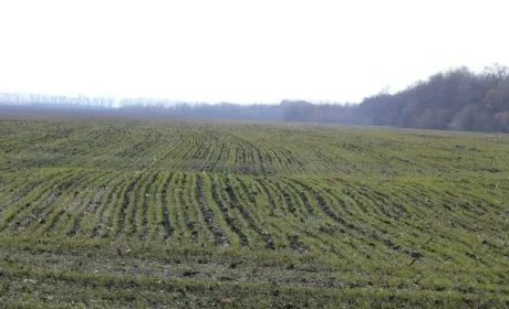 Науковці оцінили стан посівів озимих культур в Україні у першій декаді березня