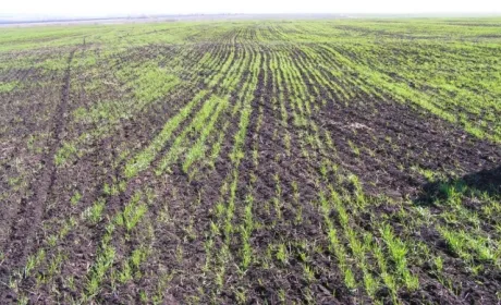 Аграрії Дніпропетровщини з побоюванням дивляться на озимі