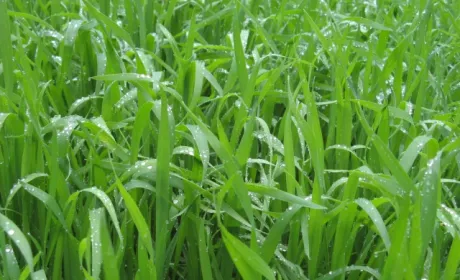 Як підтримати озимі цієї весни? Поради експертів ALFA Smart Agro