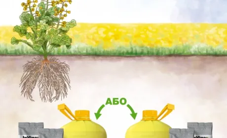 BASF оновив політику продажів насіння ріпаку