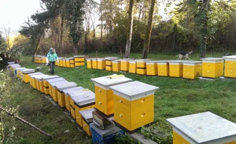 В уряді пояснили, хто з пасічників може претендувати на дотацію