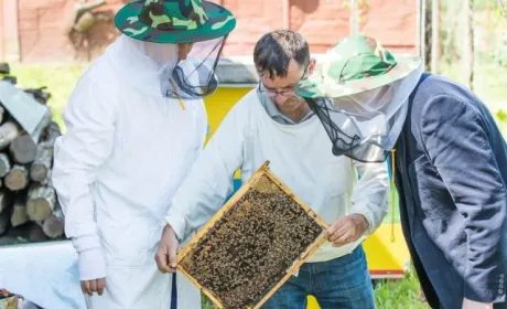 З пасічниками проведуть семінари щодо запобігання отруєнню бджіл