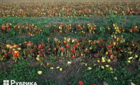 Тонни овочів залишились на полях — наслідки окупації Херсонщини