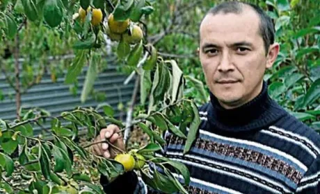 Подільська хурма з Мазурівки і сім тонн персиків із власного саду