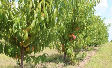За 5 років площа персикових садів в Україні зменшилася на 21%