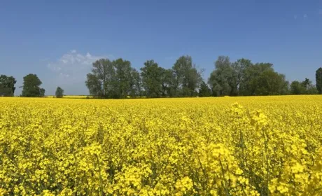 Розмаїття використання ріпаку у світі сприяє його вирощуванню  в Україні – досвід фермерів