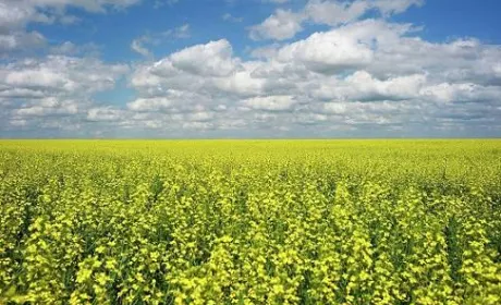Китай готовий відкрити ринок для українського ріпаку