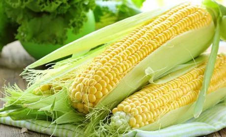 В Україні різко скоротилися запаси кукурудзи