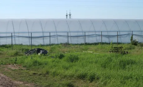 Експерт FAO пояснив, що ж зміниться для українських тепличників зі створенням зони вільної торгівлі з Туреччиною