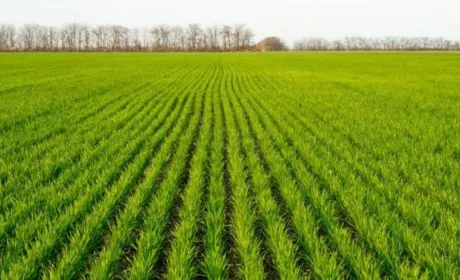 Аграріям потрібне насіння, щоб збільшити площі посівів на 30%