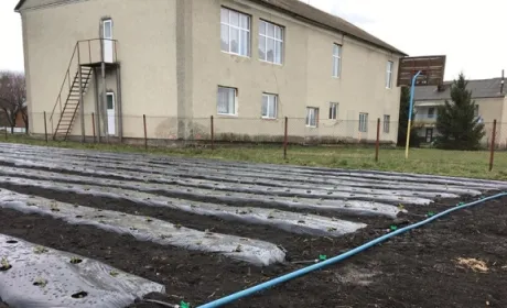 На Підгаєччині брати вирощують полуниці за європейськими стандартами