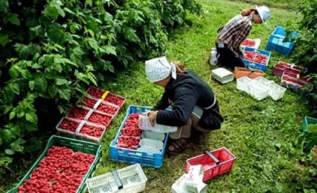 Аграрні підприємства активно шукають працівників: механізаторам готові платити близько $1000