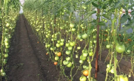 Упаковка зі стебел помідорів допоможе скоротити відходи при виробництві томатів