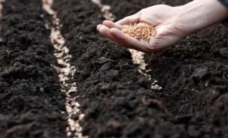У 2018 структура площ під яровими культурами майже ідентична торішній
