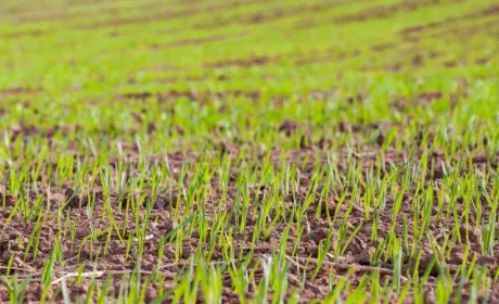 Україна засіяла озимими культурами 27% від прогнозної площі