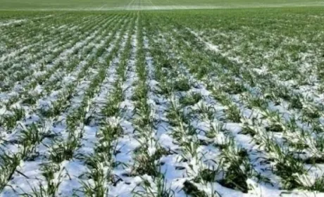 Як короткочасне похолодання в Україні позначиться на посівах: прогноз метеорологів