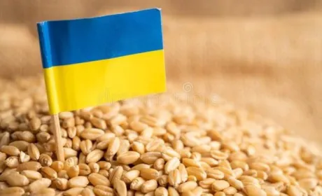 Україна відновлює поставки продовольства на довоєнні ринки