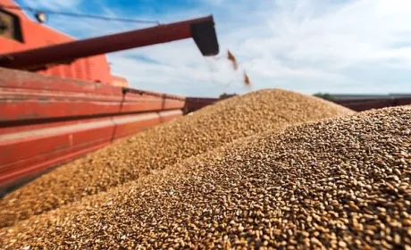 Grain from Ukraine розширює асортимент поставок продовольства
