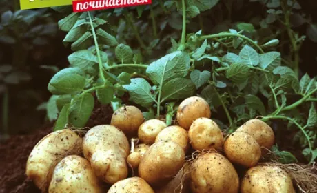 X Голландсько-український агробізнес форум з професійного картоплярства в рамках виставкової події «АгроВесна 2019»