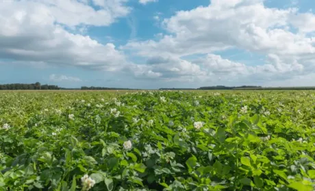 Через коронавірус картоплярів ЄС просять скоротити посівні площі