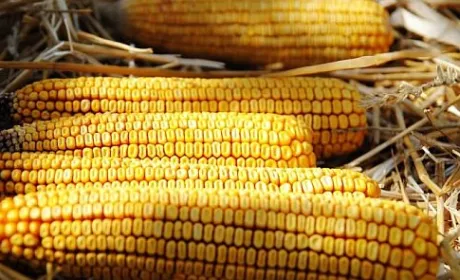 Аграрії стримують продаж кукурудзи в очікуванні кращої ціни