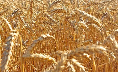 Конкуренція за продовольчу пшеницю сприяла підвищенню цін