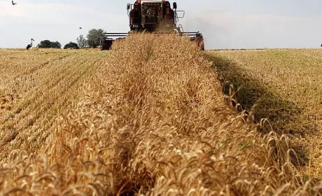 Єврокомісія знизила прогноз урожаю пшениці, але ціни падають