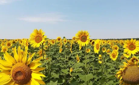 Аналітики знову знизили прогноз врожайності кукурудзи та соняшнику в ЄС