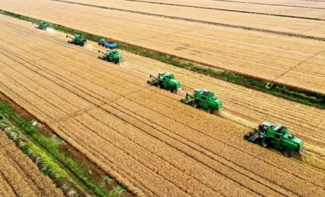 Прогноз врожаю-2022 — 63 млн т зернових та олійних