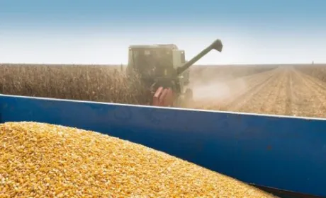 В Мінагрополітики оновили прогноз врожаю 2023 року