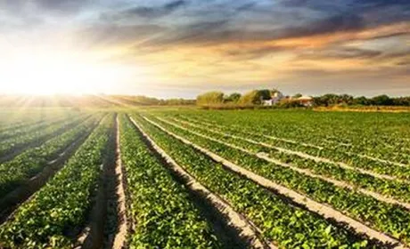 На Вінниччині створили Програму розвитку аграрного сектору на 2023-2025 роки