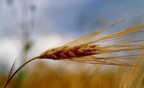У 2018 році обсяги сільськогосподарського виробництва збільшаться на 5,1% – Інститут аграрної економіки