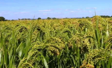 Найбільш рентабельним у 2019 році було вирощування проса, — Інститут аграрної економіки